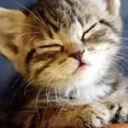 三毛猫の画像