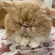ももじの画像