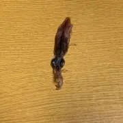 掘り出し物発掘マンの画像