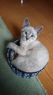 やぁちゃんの画像