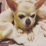 urumi☆の画像