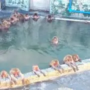 フラットの画像