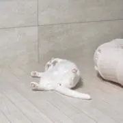 ロラの画像