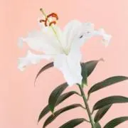 isoの画像