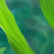 れもんの画像