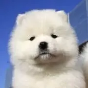 めんの画像