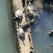 ねこ