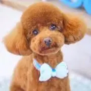 ジローズの画像