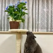 ふらわー