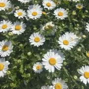 おもち⌇23.24発送不可の画像