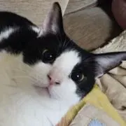マイミーの画像