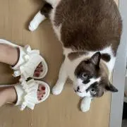 にゃんず