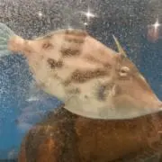 あずき