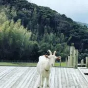 ＹＹ２３の画像
