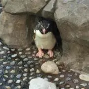 Oshisの画像