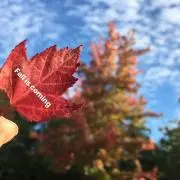 まなせの画像