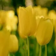 aromaの画像