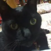 なお(人*´∀｀)。*゜+