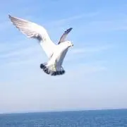 てるの画像