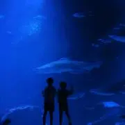 マッピー