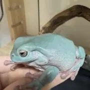 オツヨの画像