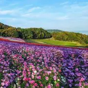 よっしーの画像