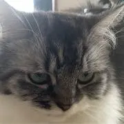 まぐろの画像
