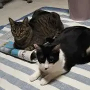レオラブの画像