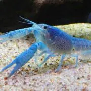 oceanの画像