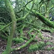 ココの画像