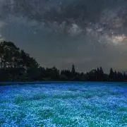 ナナの画像