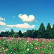 マイコ✿の画像