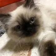 かみみんの画像