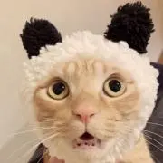 パンダねこの画像