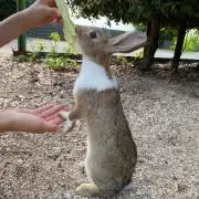 ちゃっちいの画像