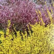 チョコの画像