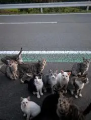 のほほんの画像