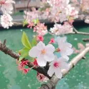 ぺちの画像