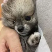 チル