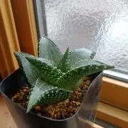 ヤマサンの画像