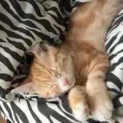 しの画像