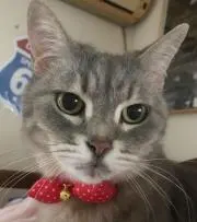 こっさん