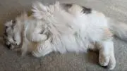 しーの画像