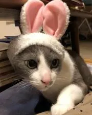 yazaの画像