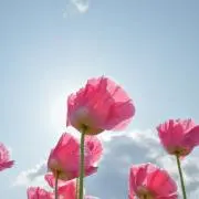 しぃの画像