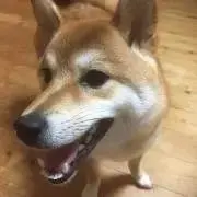 Wscc50の画像