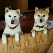 まぁさ