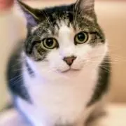 にゃんこの画像