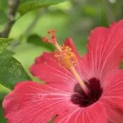 Hian(プロフ必読)の画像