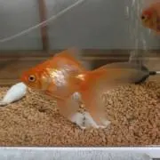 たんたんの画像